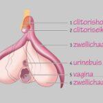 Clitoris beschrijving SHE.Health Clinics